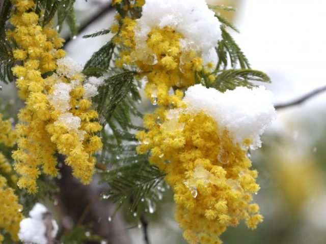 mimoza
