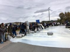 Протест мљекара у Србији – блокирали Ибарску магистралу, просипали млијеко