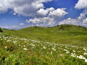 Дани љекобиља на Јахорини