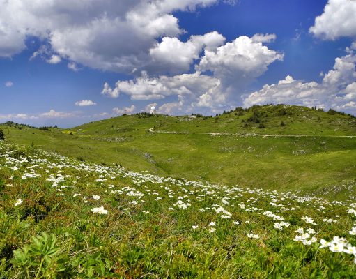 Дани љекобиља на Јахорини