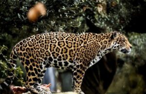 Амстердам: Леопард усмртио жену која је радила као чувар зоолошког врта