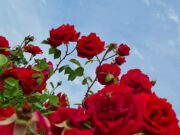 Данас претежно сунчано